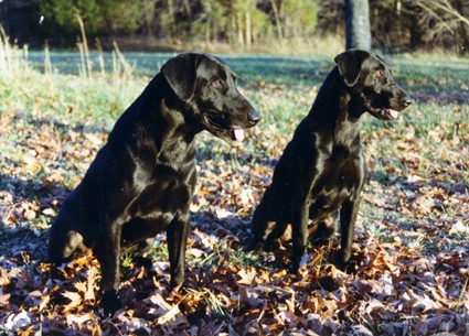 Tank and Lottie