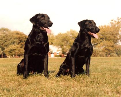 Tank and Lottie